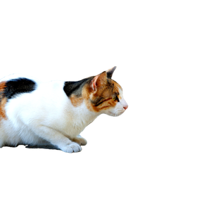 Side View Of A Cute Stray Calico Cat In A Sunny Park In İZmir, TüRkiye. 15514 - Cat PNG image with transparent background